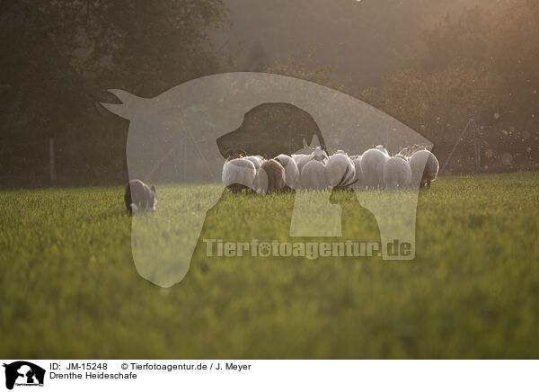 Drenthe Heideschafe / Drenthe sheeps / JM-15248