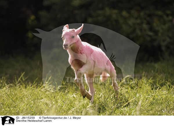 Drenthe Heideschaf Lamm / Drenthe sheep lamb / JM-15259