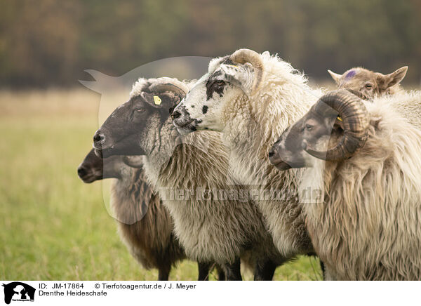 Drenthe Heideschafe / Drents sheeps / JM-17864