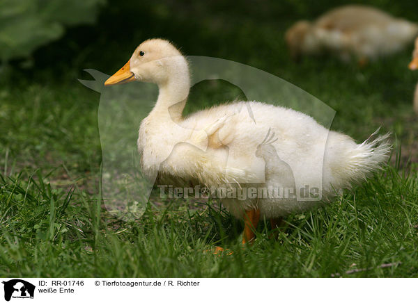 weie Ente / white duck / RR-01746
