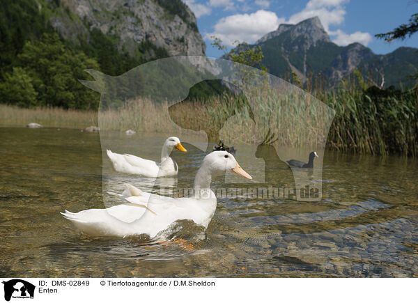 Enten / ducks / DMS-02849