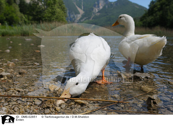 Enten / ducks / DMS-02851