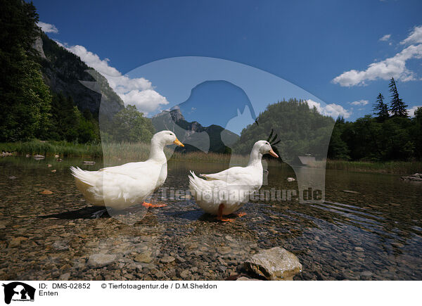 Enten / ducks / DMS-02852