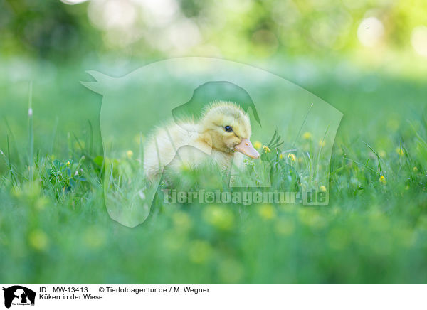 Kken in der Wiese / Chicks in the meadow / MW-13413