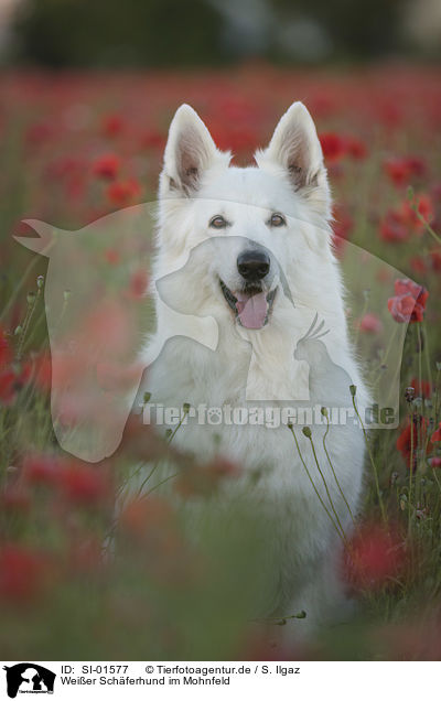 Weier Schferhund im Mohnfeld / White Shepherd in the poppy field / SI-01577