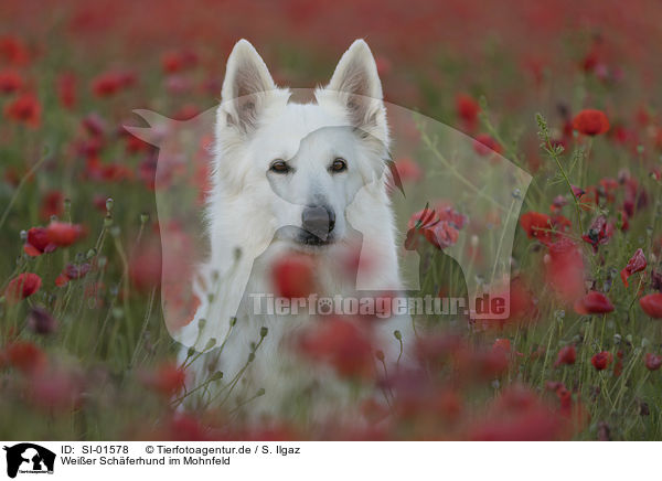 Weier Schferhund im Mohnfeld / White Shepherd in the poppy field / SI-01578