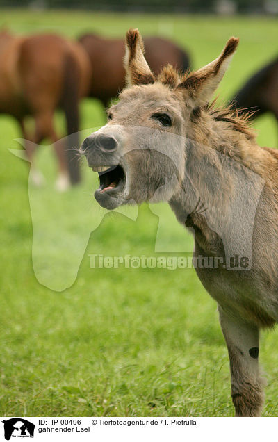 ghnender Esel / yawning donkey / IP-00496