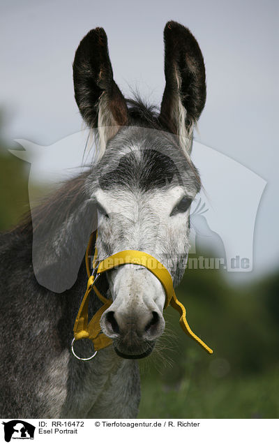 Esel Portrait / donkey portrait / RR-16472