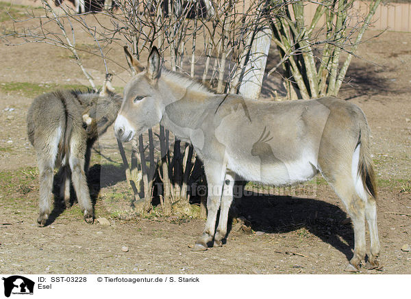 Esel / donkey / SST-03228