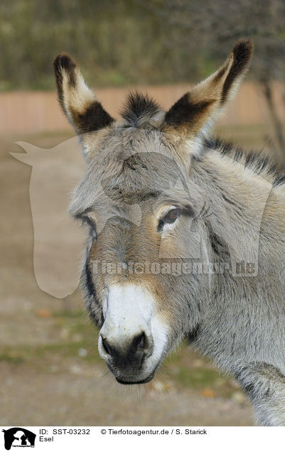 Esel / donkey / SST-03232