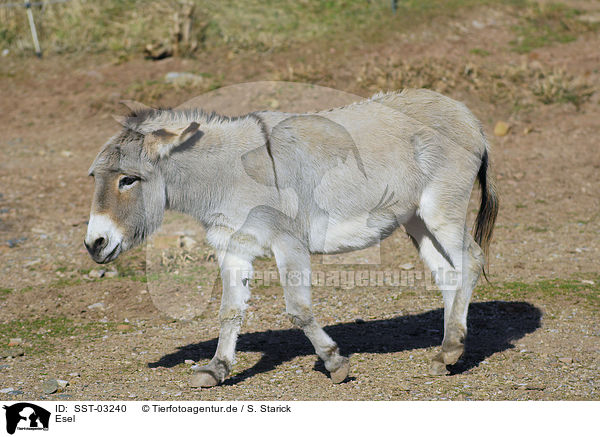 Esel / donkey / SST-03240