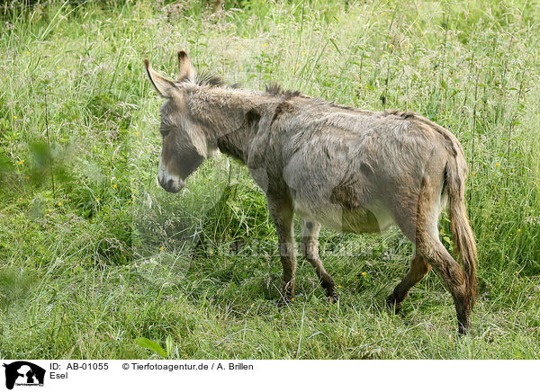 Esel / donkey / AB-01055