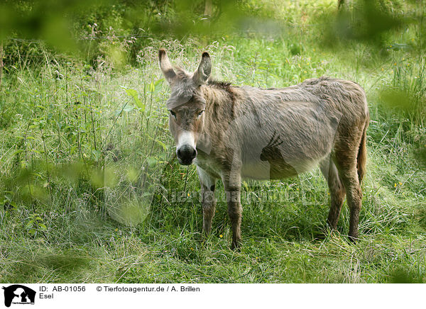 Esel / donkey / AB-01056