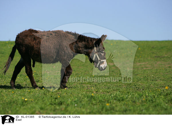 Esel / donkey / KL-01385