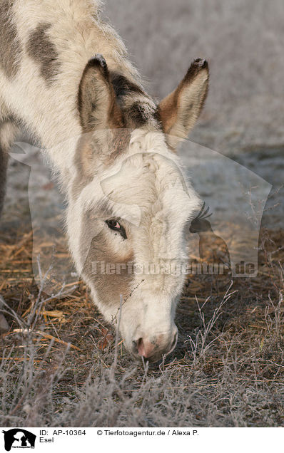 Esel / donkey / AP-10364