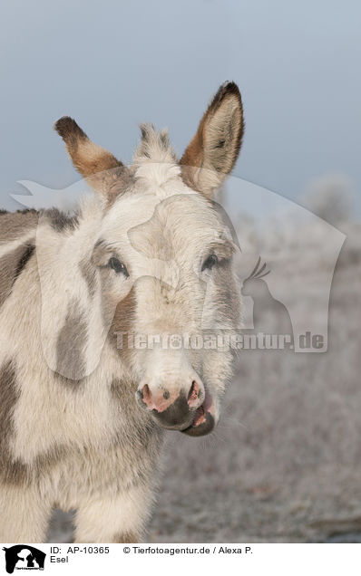 Esel / donkey / AP-10365