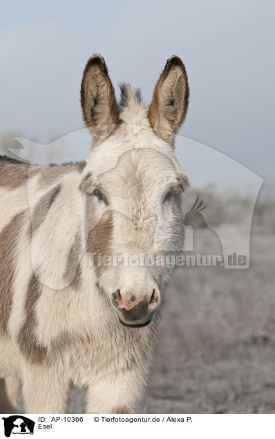 Esel / donkey / AP-10366
