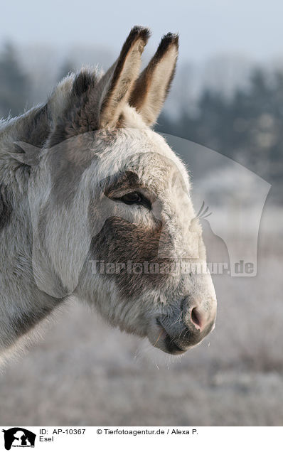 Esel / donkey / AP-10367