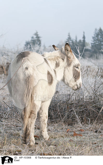 Esel / donkey / AP-10368