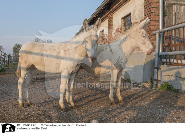 stehende weie Esel / white Donkeys portrait / IG-01726