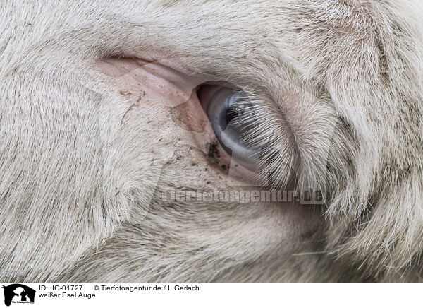 weier Esel Auge / white Donkey eye / IG-01727