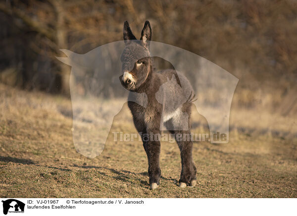 laufendes Eselfohlen / walking Donkey foal / VJ-01967