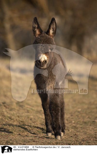 stehendes Eselfohlen / standing Donkey foal / VJ-01968
