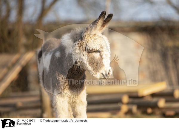 Eselfohlen / Donkey foal / VJ-01971