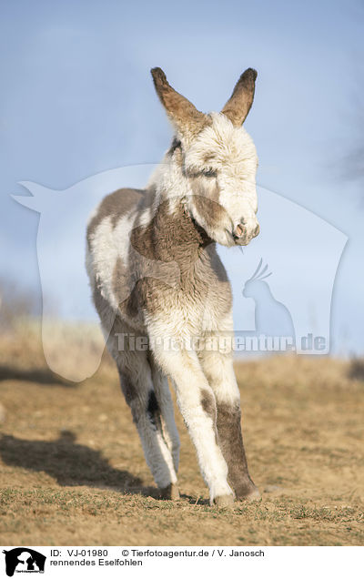 rennendes Eselfohlen / running Donkey foal / VJ-01980