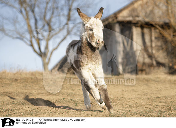 rennendes Eselfohlen / running Donkey foal / VJ-01981