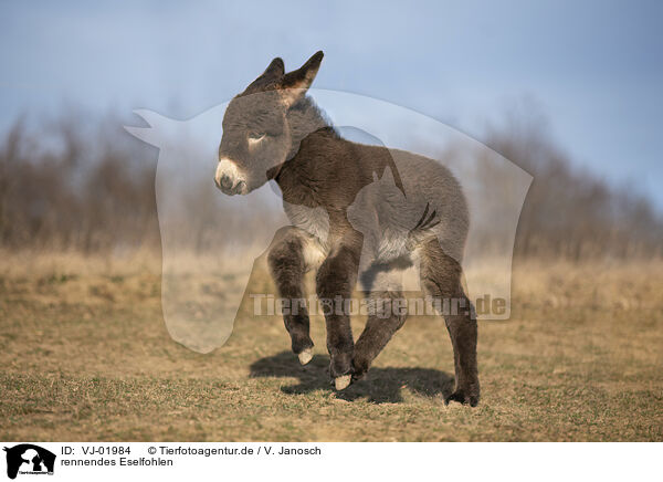 rennendes Eselfohlen / running Donkey foal / VJ-01984