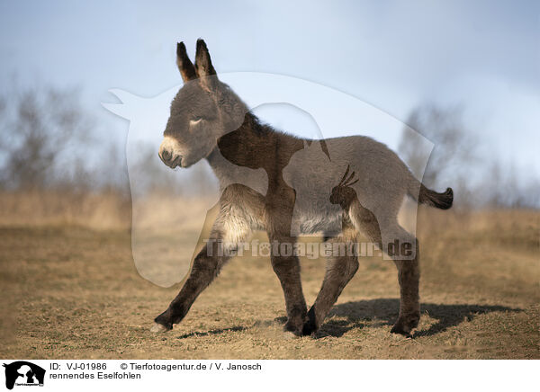 rennendes Eselfohlen / running Donkey foal / VJ-01986