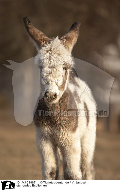 stehendes Eselfohlen / standing Donkey foal / VJ-01987