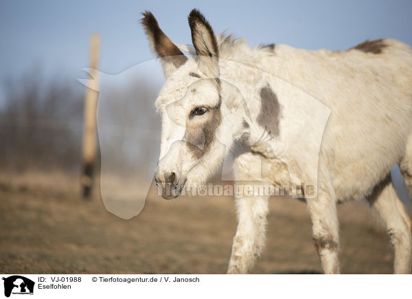 Eselfohlen / Donkey foal / VJ-01988