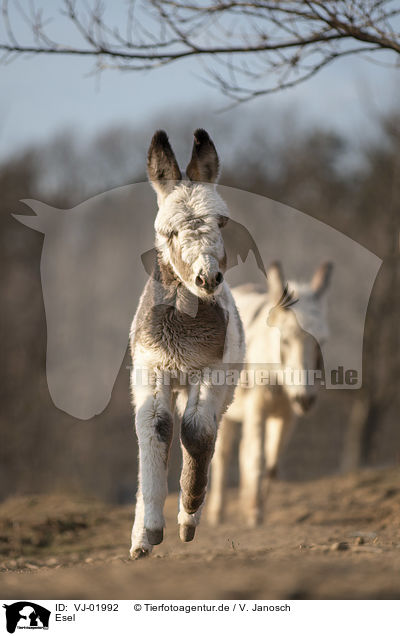 Esel / Donkeys / VJ-01992