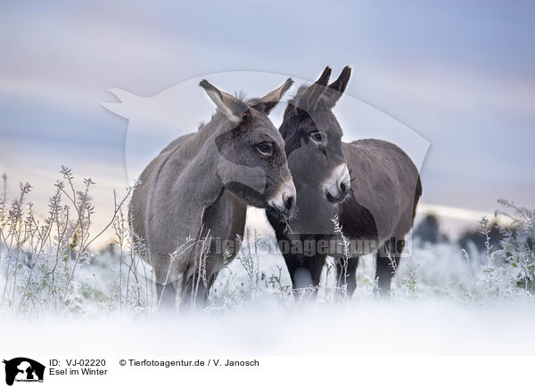 Esel im Winter / Donkeys in the winter / VJ-02220
