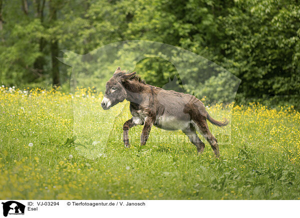 Esel / donkey / VJ-03294