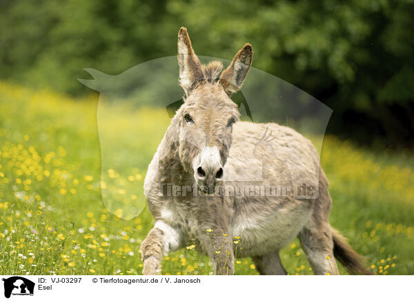 Esel / donkey / VJ-03297