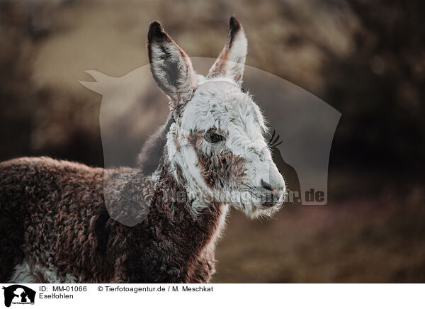 Eselfohlen / ass foal / MM-01066