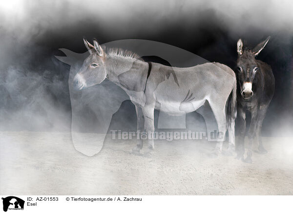 Esel / donkey / AZ-01553
