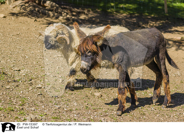 Esel und Schaf / PW-15397