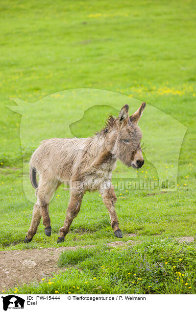 Esel / donkey / PW-15444