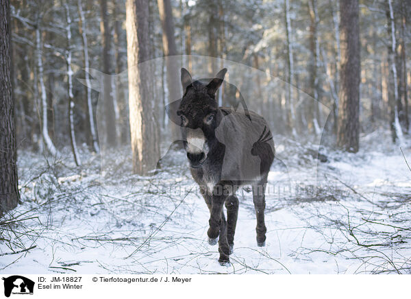 Esel im Winter / JM-18827