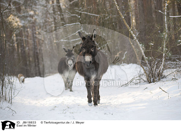 Esel im Winter / JM-18833