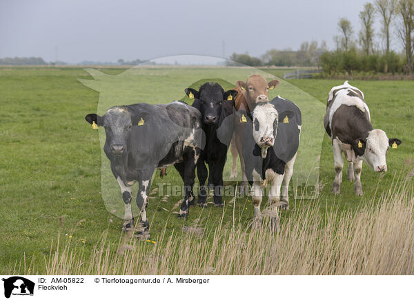 Fleckvieh / Simmental Cattle / AM-05822