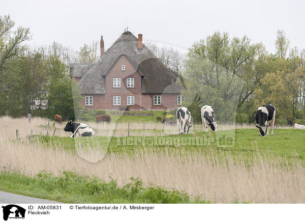 Fleckvieh / Simmental Cattle / AM-05831