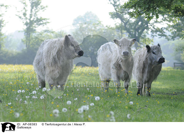 Galloways / AP-08383