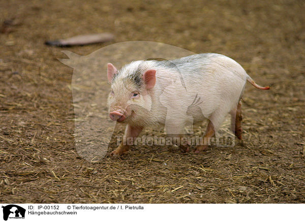 Hngebauchschwein / little pig / IP-00152