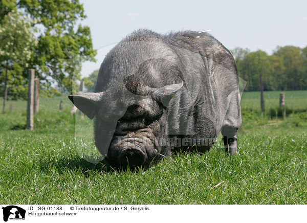 Hngebauchschwein / pot-bellied pig / SG-01188