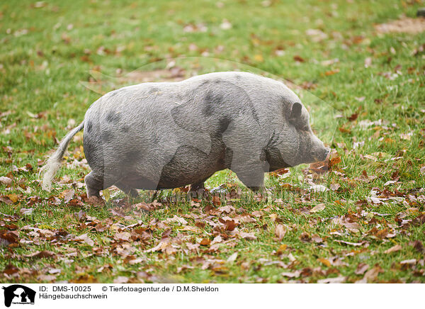 Hngebauchschwein / pot-bellied pig / DMS-10025